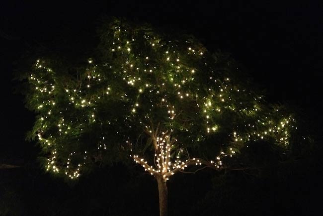 Tree Lighting for Residential & Commercial Properties - Professional ...